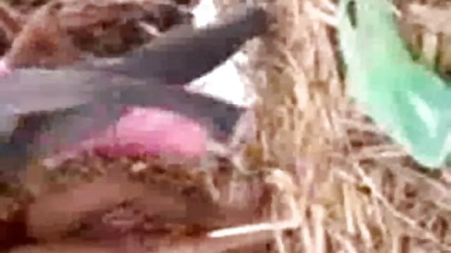 એશિયન આકર્ષક કાર વીડીયો સેકસ માટે ઇંડા