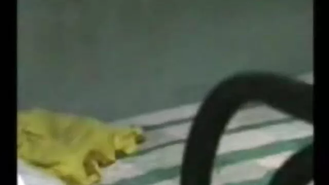 છોકરી masturbates કરી હિન્દી વીડીયો સેકસી blowjob